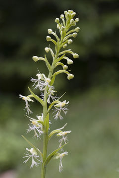 Image of Green fringed orchid