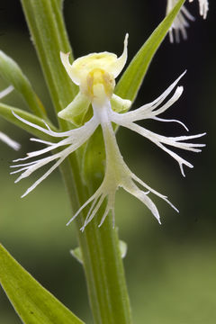 Слика од Platanthera lacera (Michx.) G. Don