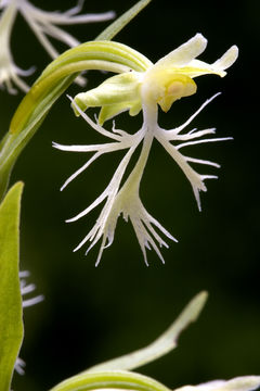 Слика од Platanthera lacera (Michx.) G. Don