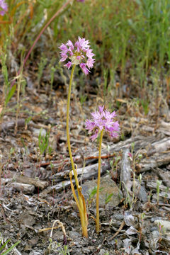 Image of twincrest onion