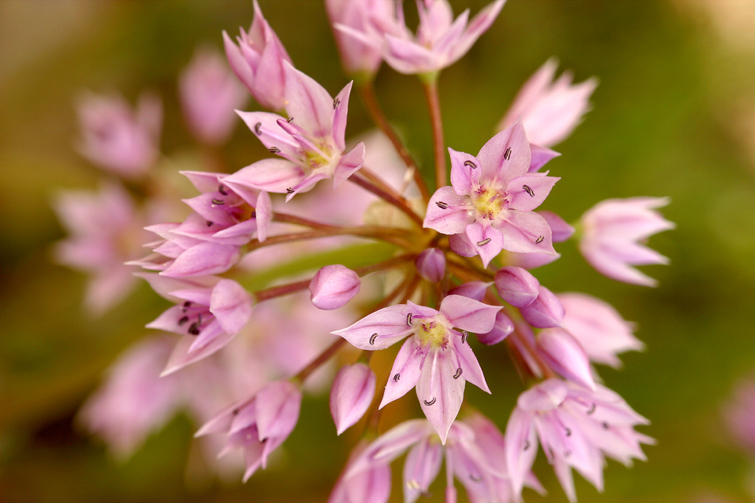 Image of twincrest onion