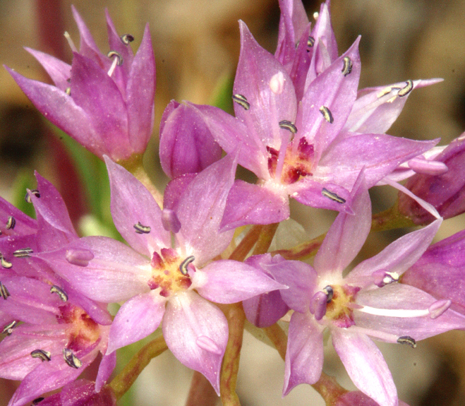 Image of twincrest onion