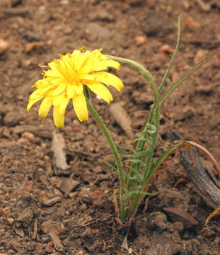 صورة Agoseris parviflora (Nutt.) D. Dietr.