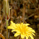 Agoseris parviflora (Nutt.) D. Dietr. resmi