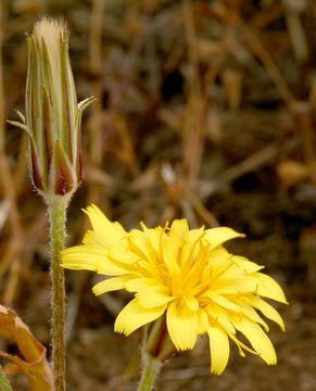 Agoseris parviflora (Nutt.) D. Dietr. resmi