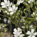 Image of Gypsophila