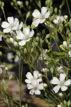 Image de Gypsophile rampante