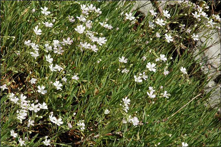 Imagem de Gypsophila repens L.