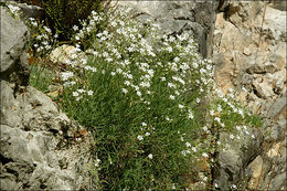 Imagem de Gypsophila repens L.