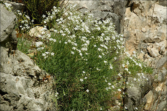 Image de Gypsophile rampante