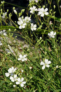 Imagem de Gypsophila repens L.