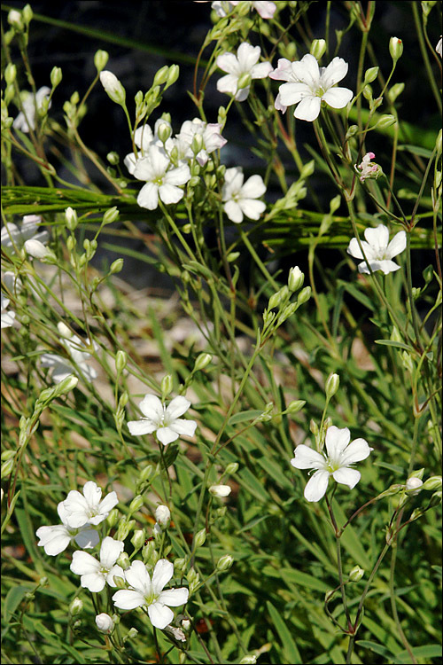 Imagem de Gypsophila repens L.