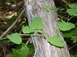 Smilax jamesii G. A. Wallace resmi