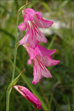 Imagem de Gladiolus palustris Gaudin