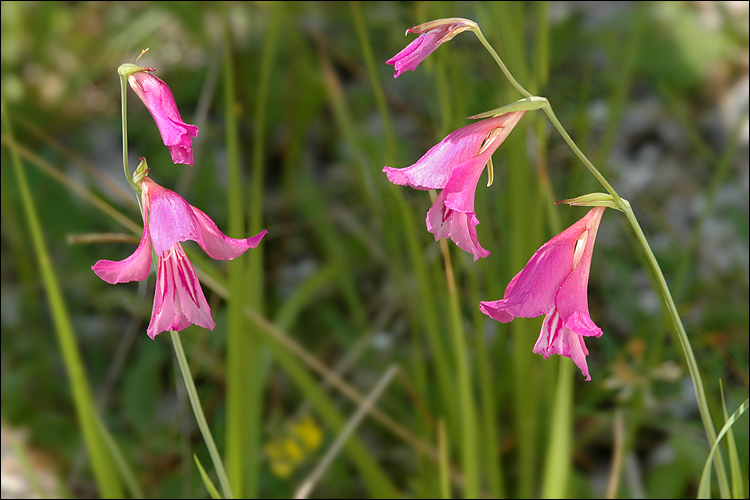 Imagem de Gladiolus palustris Gaudin