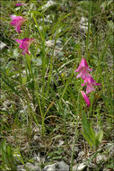 Imagem de Gladiolus palustris Gaudin