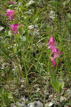 Imagem de Gladiolus palustris Gaudin