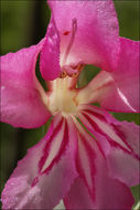 Imagem de Gladiolus palustris Gaudin