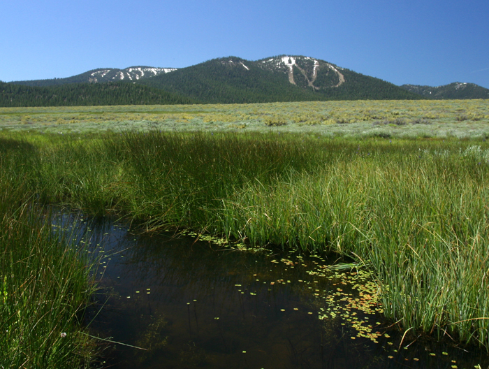 Image of Pacific Water-Clover