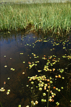 Image of Pacific Water-Clover