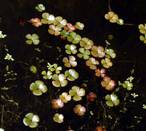 Image of Pacific Water-Clover