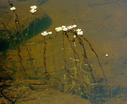 Image of Pacific Water-Clover