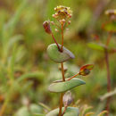 Слика од Lepidium perfoliatum L.