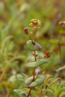 Image of clasping pepperweed