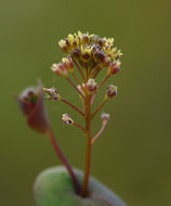 Image of clasping pepperweed