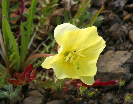 Plancia ëd Oenothera flava (A. Nels.) Garrett