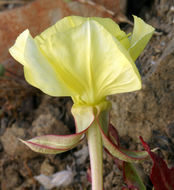 Plancia ëd Oenothera flava (A. Nels.) Garrett