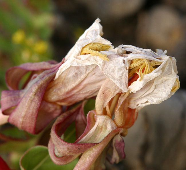 Plancia ëd Oenothera flava (A. Nels.) Garrett