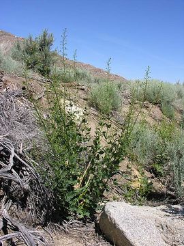 Image de Scrophularia desertorum (Munz) R. J. Shaw