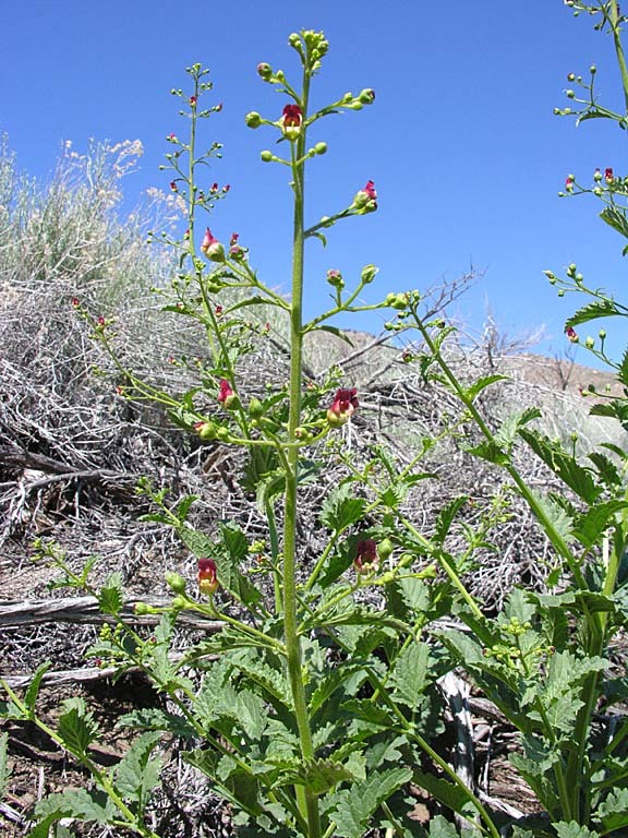 Scrophularia desertorum (Munz) R. J. Shaw resmi