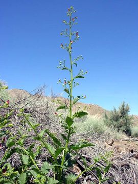 Image of desert figwort