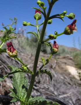 Image of desert figwort