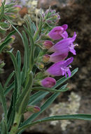 Image of James' beardtongue