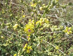 Sivun Verbascum sinuatum L. kuva