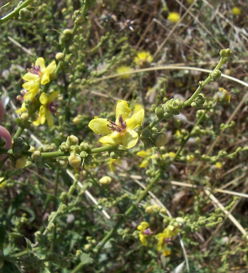 Sivun Verbascum sinuatum L. kuva