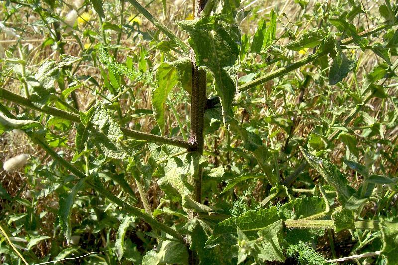 Sivun Verbascum sinuatum L. kuva