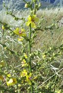 Sivun Verbascum sinuatum L. kuva