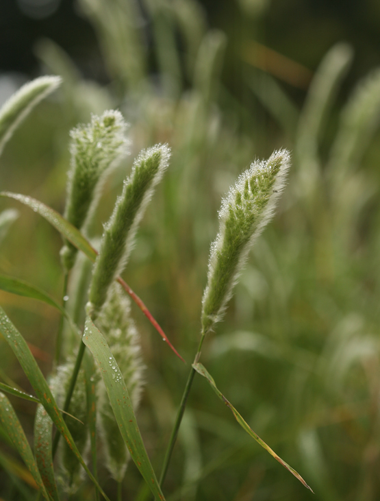 Image of Annual Beard-grass