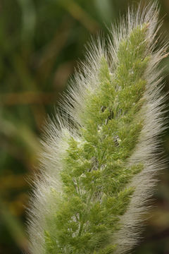 Image de Polypogon de Montpellier