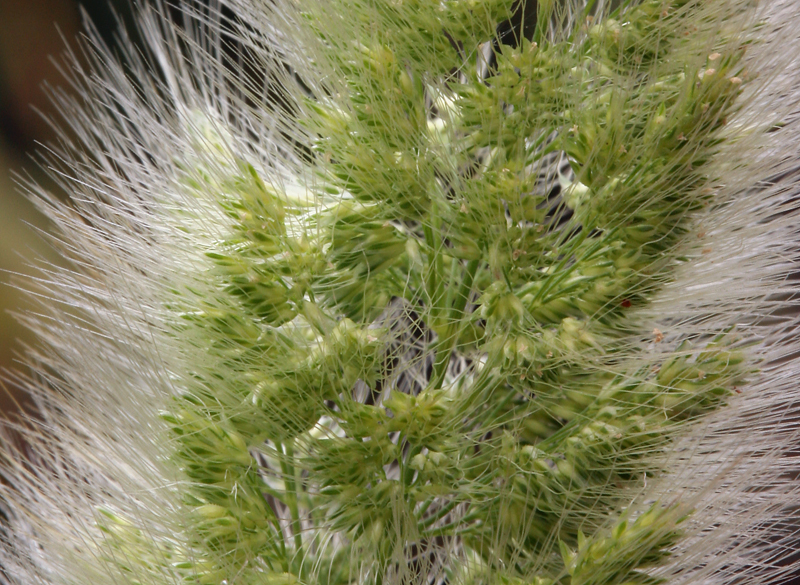 Image de Polypogon de Montpellier