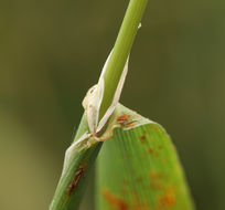 Imagem de Polypogon monspeliensis (L.) Desf.
