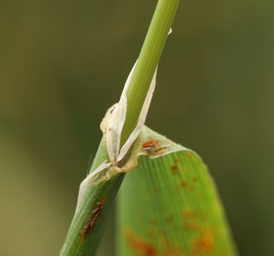 Image de Polypogon de Montpellier