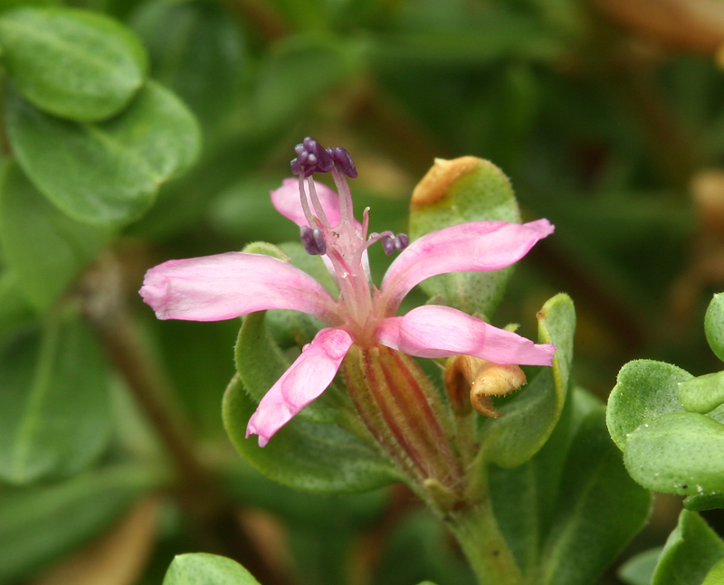 Image of alkali seaheath