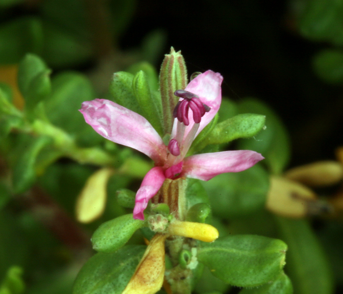 Image of alkali seaheath