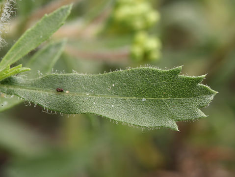 Image of sawtooth bristleweed