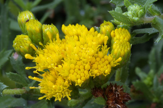 Image of sawtooth bristleweed